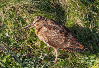 Eurasian Woodcock, Scolopax rusticola