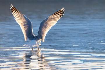 European Herring Gull, Larus argentatus