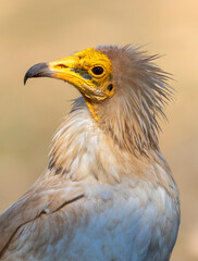 Egyptian Vulture, Neophron percnopterus