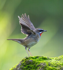 Siberian Rubythroat, Luscinia calliope