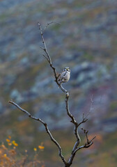Northern Hawk Owl, Surnia ulula