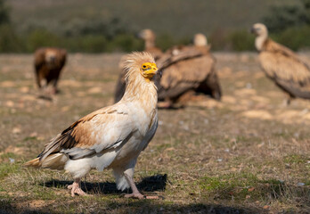 Egyptian Vulture, Neophron percnopterus