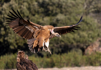 Griffon Vulture, Gyps fulvus