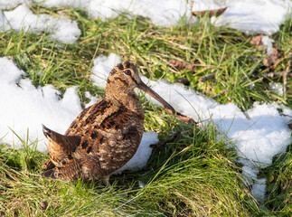 Eurasian Woodcock, Scolopax rusticola