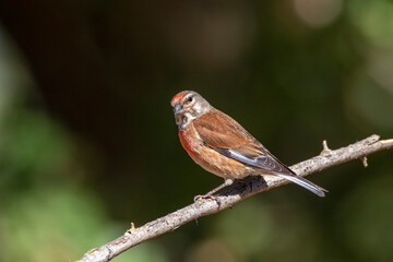 Fototapeta premium Common Linnet, Linaria cannabina