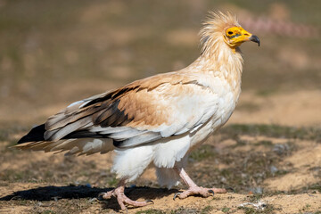 Egyptian Vulture, Neophron percnopterus