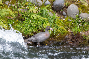 Blue Duck, Hymenolaimus malacorhynchos hymenolaimus