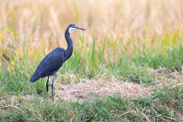 Western Reef Heron, Egretta gularis