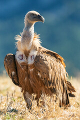 Griffon Vulture, Gyps fulvus
