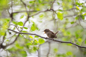 Obraz premium Cyprus Eurasian Wren, Troglodytes troglodytes cypriotes