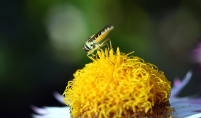 Schwebfliege auf einer Garten-Strohblume