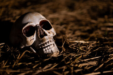dirty human skull on ground buried in soil surrounded with straw in dark night, closed up of model...