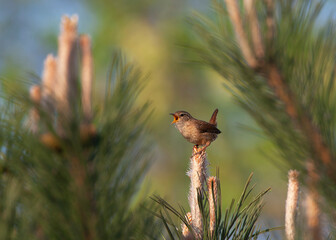 Winter Wren, Troglodytes troglodytes