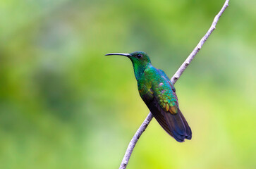 White-vented Plumeleteer, Chalybura buffonii