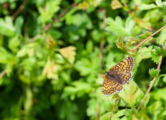 Glanville Fritillary, Melitaea cinxia