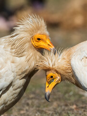 Egyptian Vulture, Neophron percnopterus