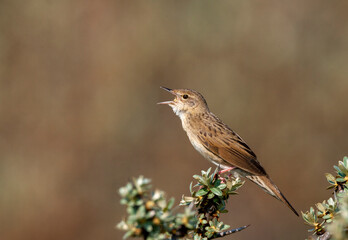 Fototapeta premium Common Grasshopper Warbler, Locustella naevia