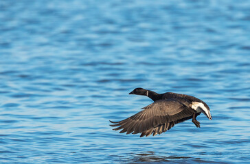 Dark-bellied Brent Goose, Branta bernicla bernicla