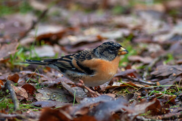 Brambling, Fringilla montifringilla