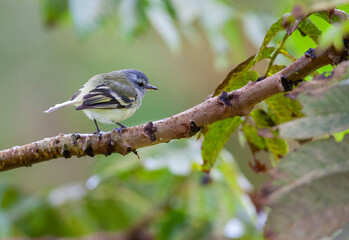 White-banded Tyrannulet, Mecocerculus stictopterus, perched in a tree in Ecuador.