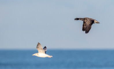 Dark-bellied Brent Goose, Branta bernicla bernicla