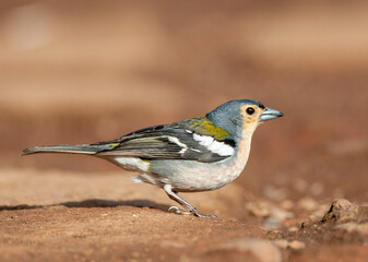 Madeira Chaffinch, Fringilla coelebs maderensis