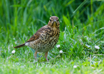 Song Thrush, Turdus philomelos