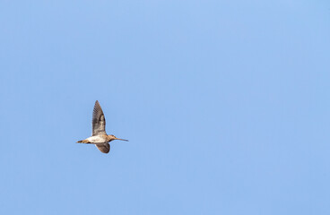 Common Snipe, Gallinago gallinago