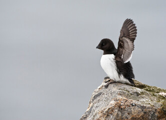 Little Auk, Alle alle