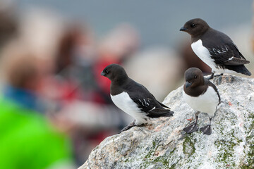 Little Auk, Alle alle