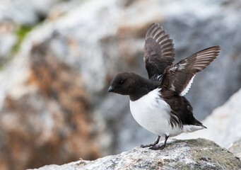 Little Auk, Alle alle