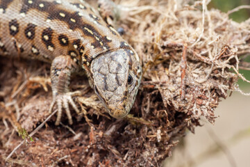 Sand Lizard, Lacerta agilis