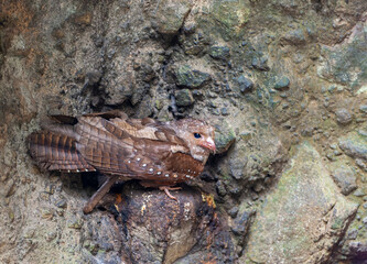 Oilbird, Steatornis caripensis