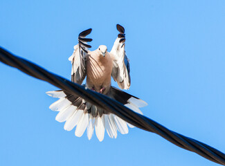 Eurasian Collared Dove, Streptopelia decaocto