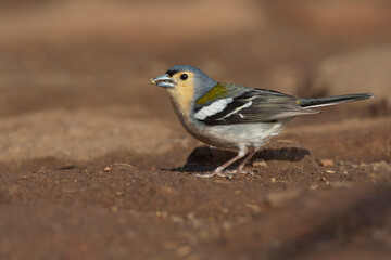 Madeira Chaffinch, Fringilla coelebs maderensis