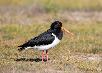 South Island Pied Oystercatcher, Haematopus finschi