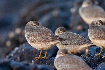 Red Knot, Calidris canutus
