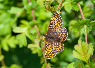 Glanville Fritillary, Melitaea cinxia