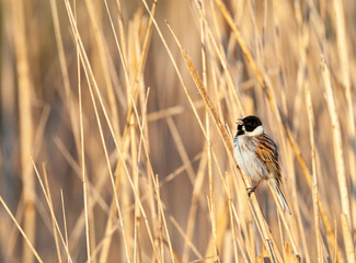 Common Reed Bunting, Emberiza schoeniclus