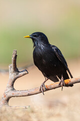 Spotless Starling, Sturnus unicolor