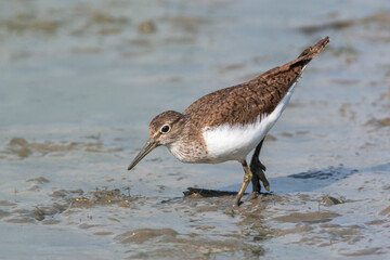 Common Sandpiper, Actitis hypoleucos
