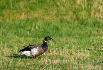 Black Brant, Branta nigricans
