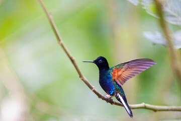 Velvet-purple Coronet, Boissonneaua jardini