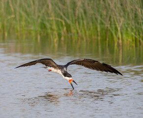 Black Skimmer, Rynchops niger