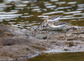 Semipalmated Sandpiper, Calidris pusilla