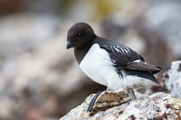 Little Auk, Alle alle