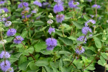 ダンギク（段菊）