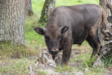 European bison - Bison young standing in the shade of trees