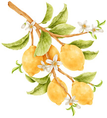 Lemons watercolor illustration