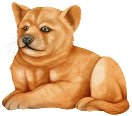 Baby Dingo australia's wild dog watercolor illustration